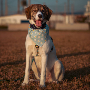 Μπαντάνα Σκύλου Βαμβακερή-Διπλής Όψης Μαργαρίτες-Πουά MEDIUM (40 εκ. Περίμετρο Λαιμού) - πουά, διπλής όψης, λουλούδια, μπαντάνες, 100% βαμβακερό - 2