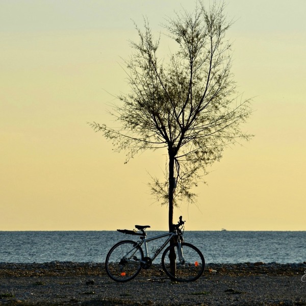 Μοναξιά.... ποδήλατο, δέντρο, θάλασσα, καμβάς, φωτογραφία - καλοκαίρι, καμβάς, χαρτί, αφίσες, παραλία