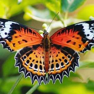 Σκουλαρίκια από φυσικά φτερά πεταλούδας - γυαλί, κρεμαστά, μεγάλα - 4