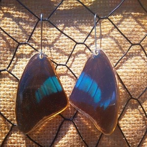 Σκουλαρικια από φυσικά φτερά πεταλούδας/ Earrings from real butterfly wings. - boho, κρεμαστά, μεγάλα - 3
