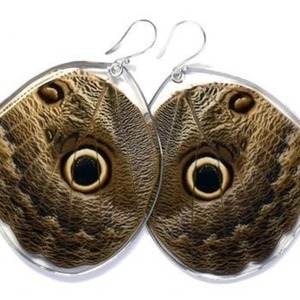 Σκουλαρίκια/κουκουβάγια από αληθινά φτερά πεταλούδας. - γυαλί, κρεμαστά, μεγάλα