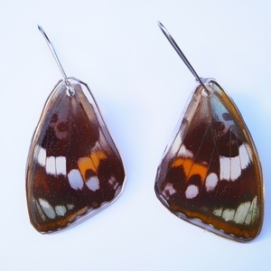 Σκουλαρίκια από φυσικά φτερά πεταλούδας/Earrings from real butterfly wings. - γυαλί, πεταλούδα, καθημερινό, κρεμαστά