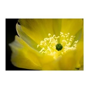 Κάδρο 50*35. Λουλούδι κάκτου. Εκτύπωση σε καμβά βαμβακερό 100%. - πίνακες & κάδρα, minimal, διακόσμηση σαλονιού