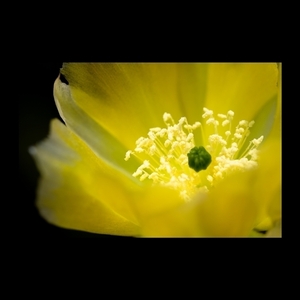 Κάδρο 50*35. Λουλούδι κάκτου. Εκτύπωση σε καμβά βαμβακερό 100%. - πίνακες & κάδρα, minimal, διακόσμηση σαλονιού - 4