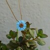 Tiny 20200822081517 5e302e1f baby blue daisy