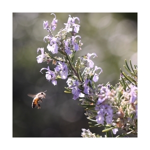 Κάδρο 40*40εκ.|Μέλισσα| Εκτύπωση σε καμβά τελαρωμένο - πίνακες & κάδρα, φλοράλ, άνοιξη