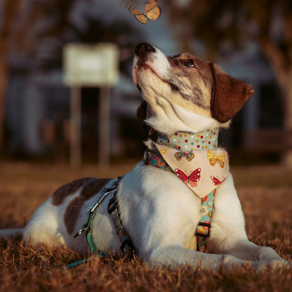 Μπαντάνα Σκύλου Βαμβακερή-Διπλής Όψης Πεταλούδες-Πουά LARGE (86x30 εκ.) - βαμβάκι, διπλής όψης, μπαντάνες - 2