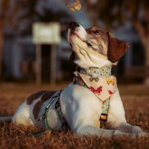 Μπαντάνα Σκύλου Βαμβακερή-Διπλής Όψης Πεταλούδες-Πουά LARGE (50 εκ. Περίμετρο Λαιμού) - πουά, διπλής όψης, μπαντάνες, 100% βαμβακερό - 2