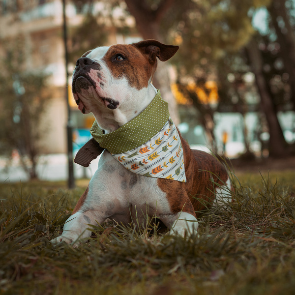 Μπαντάνα Σκύλου Βαμβακερή-Διπλής Όψης Βέλη-Πουά MEDIUM (40 εκ. Περίμετρο Λαιμού) - διπλής όψης, boho, μπαντάνες, 100% βαμβακερό - 2