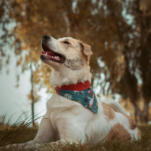 Μπαντάνα Σκύλου Βαμβακερή-Διπλής Όψης Tropicana-Πουά MEDIUM (40 εκ. Περίμετρο Λαιμού) - πουά, διπλής όψης, μπαντάνες, 100% βαμβακερό - 2