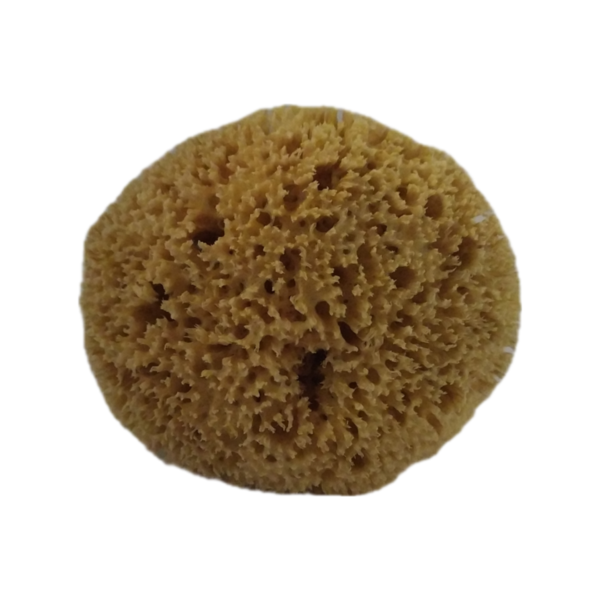 Καπάδικο Φυσικό Σφουγγάρι Θαλάσσης Μεγάλο 6-6μιση ίντσες - 4