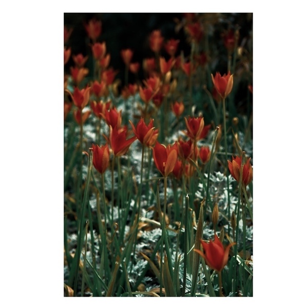 Printable Art|Photography "Field with red flowers". Ψηφιακό αρχείο - αφίσες, καλλιτεχνική φωτογραφία