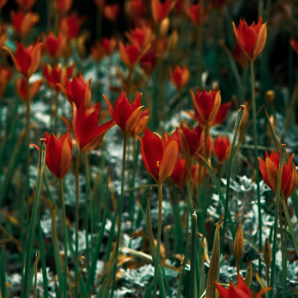Printable Art|Photography "Field with red flowers". Ψηφιακό αρχείο - αφίσες, καλλιτεχνική φωτογραφία - 2