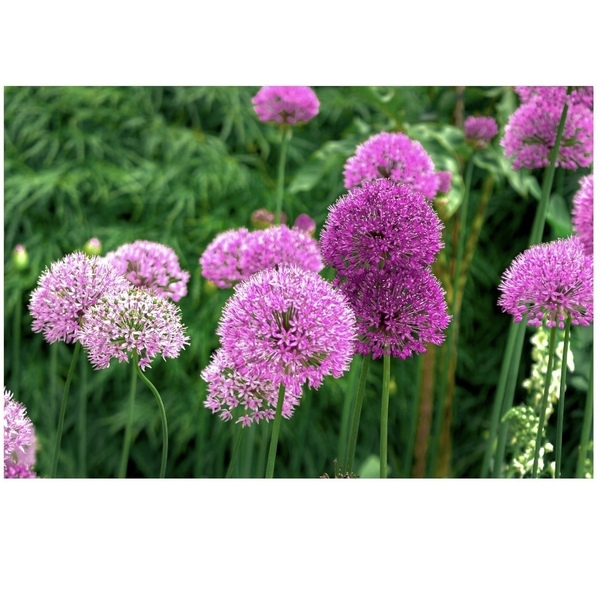 Printable Art|Photography "Field with purple and pink flowers". Ψηφιακό αρχείο - αφίσες, καλλιτεχνική φωτογραφία