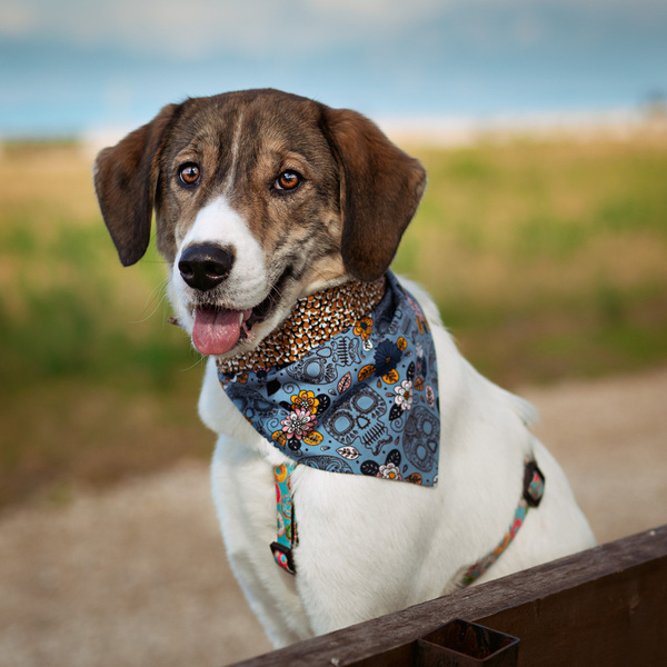 Μπαντάνα Σκύλου Βαμβακερή-Διπλής Όψης Νεκροκεφαλές-Πουά SMALL (30 εκ. Περίμετρο Λαιμού) - διπλής όψης, μπαντάνες, 100% βαμβακερό - 2