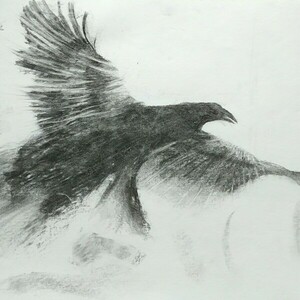 Raven 30×42cm (charcoal on paper) - πίνακες & κάδρα