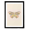 Tiny 20220922070424 228a0310 kadro geometric butterfly