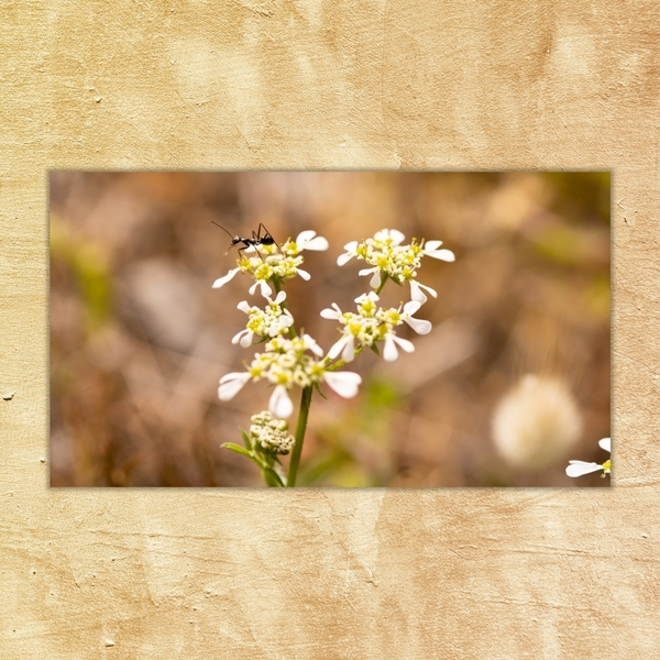 Κάδρο 50*28 εκ.| Μυρμήγκι | Φωτογραφία Εκτυπωμένη σε Καμβά τελαρωμένο - πίνακες & κάδρα, άνοιξη, διακόσμηση σαλονιού - 3