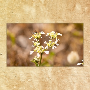 Κάδρο 50*28 εκ.| Μυρμήγκι | Φωτογραφία Εκτυπωμένη σε Καμβά τελαρωμένο - πίνακες & κάδρα, διακόσμηση σαλονιού - 3