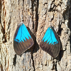 Papilio Ulysses πεταλούδα σε αποχρώσεις μπλε και Μαύρο. - γυαλί, ατσάλι, boho, κρεμαστά, γάντζος